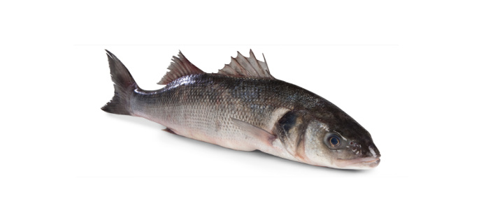 Vlk mořský chlazený cca 550 g