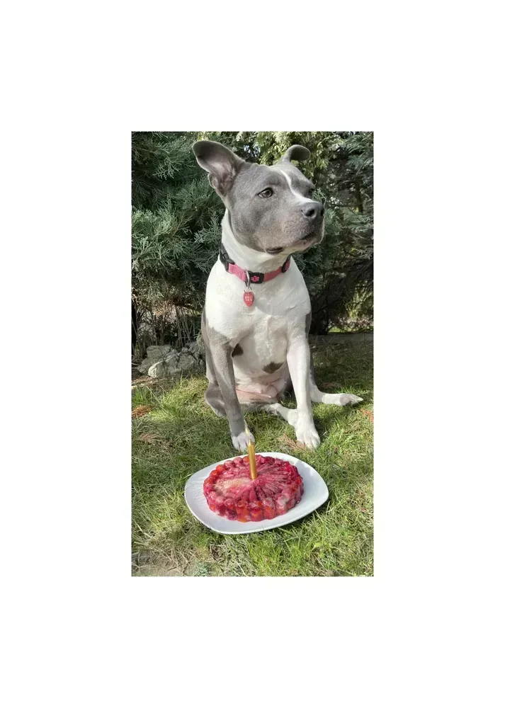 Masový dort zvířecí 900g