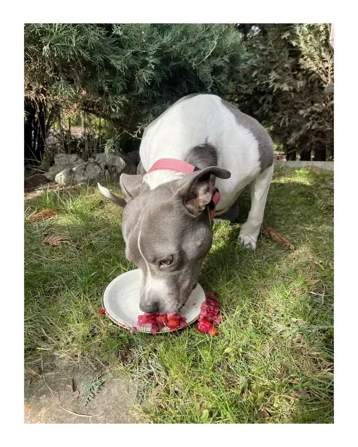 Masový dort zvířecí 900g