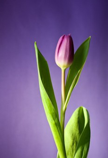 Tulipán 1ks
