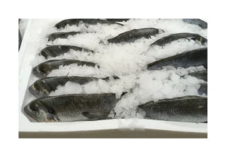 Pražma Královská chlazená cca 500 g